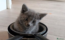 Mixed Breed cats for sale: Kittens  - Image 5