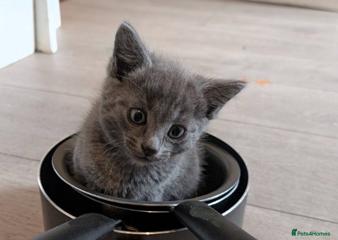 Mixed Breed cats for sale: Kittens  - Image 5
