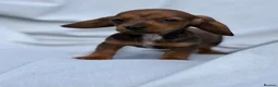 Miniature Dachshund dogs for sale: Miniature Dachshund Pups Ready Now - Advert 14