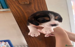 Beagle dogs for sale: Gorgeous beagles KC registered  - Image 11