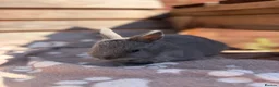 Netherland Dwarf rabbits for sale: Netherland dwarf babies - Advert 7