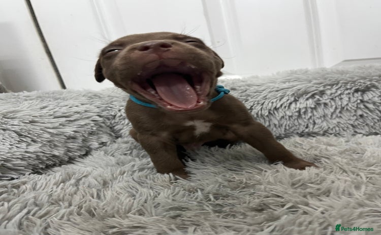 American Bull Staffy dogs - Advert 2