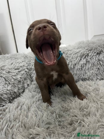 American Bull Staffy dogs - Advert 2