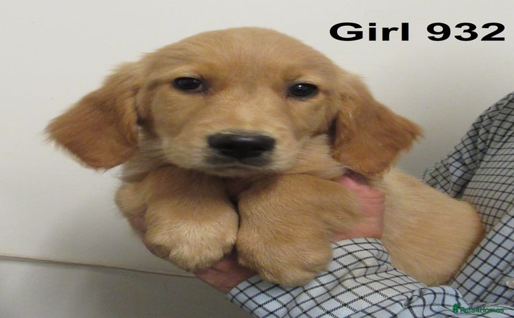 Golden Retriever dogs in March - Advert 3
