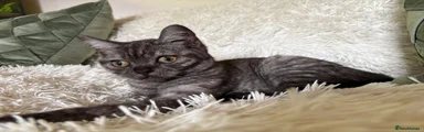 British Shorthair 1
