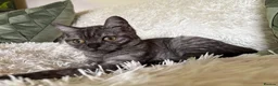 British Shorthair cats for sale: British shorthair kitten - Advert 2