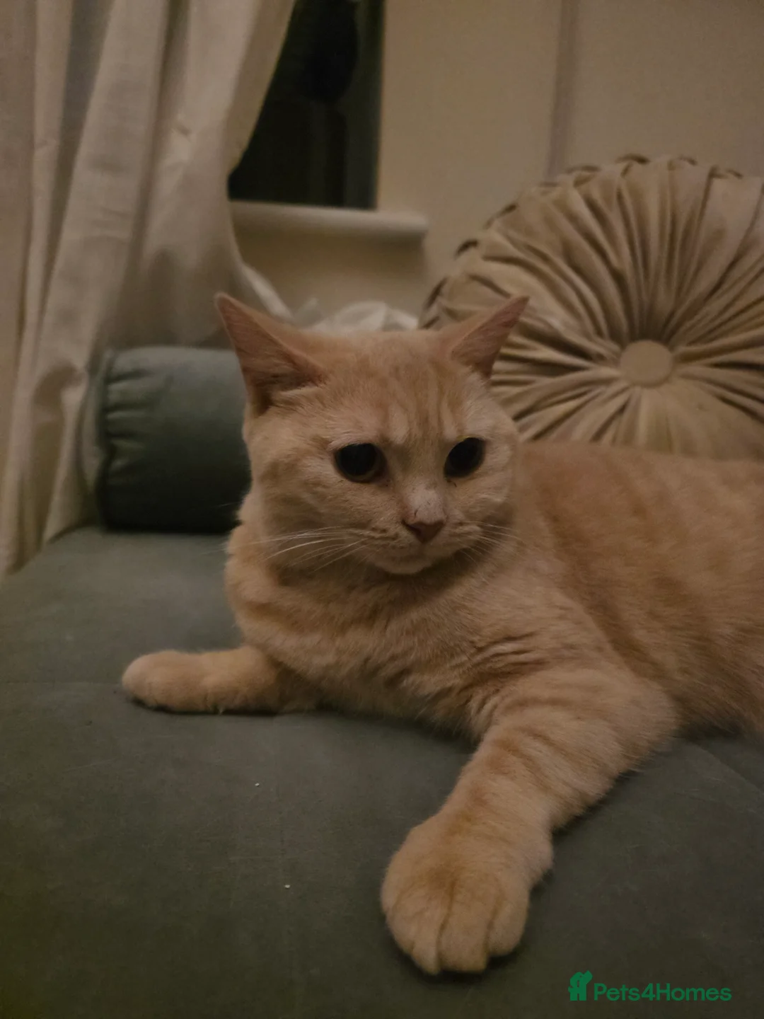 British Shorthair cats for sale: Beautiful blonde British shorthair - Advert 6