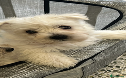 West Highland Terrier dogs for sale: Westie Boy pups available ⭐️⭐️⭐️ - Image 14