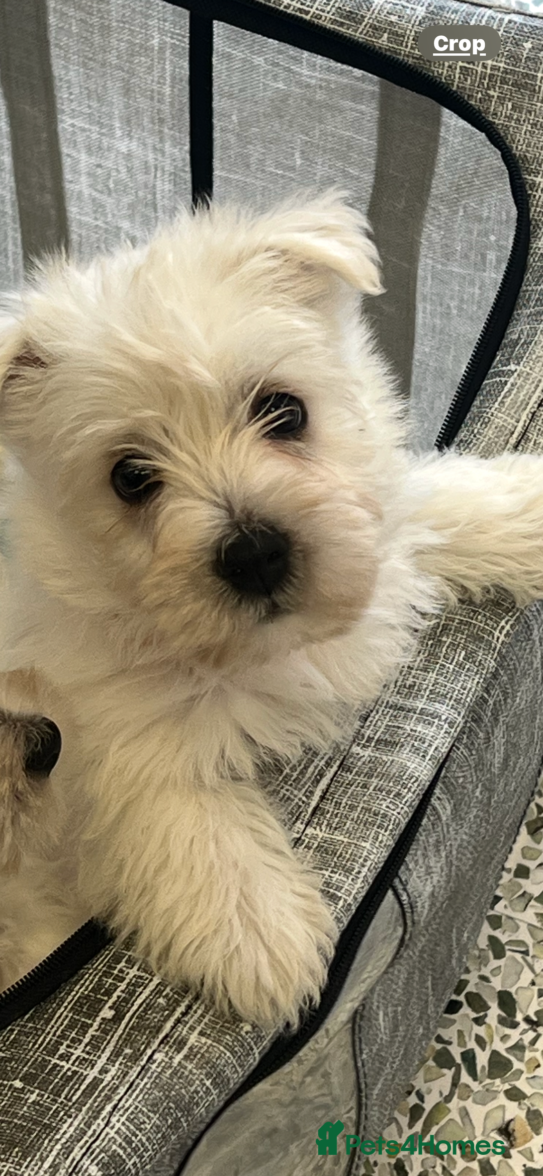 West Highland Terrier dogs for sale: Westie Boy pups available ⭐️⭐️⭐️ - Image 14