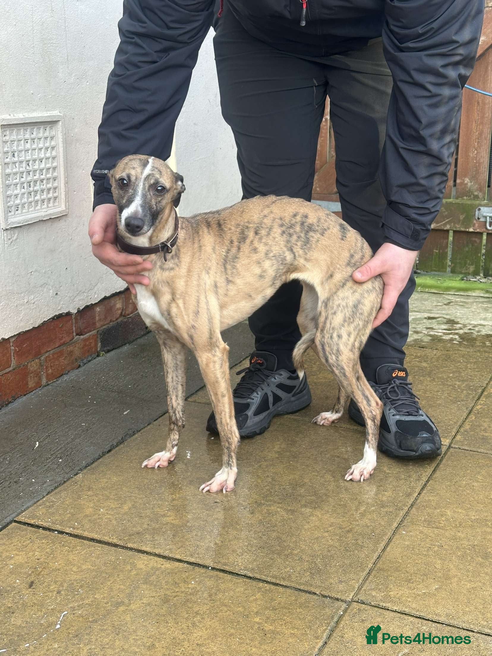 Whippet dogs Whippet female& laguna whippet male adults  - Advert 5