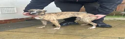 Whippet dogs for sale: Whippet female& laguna whippet male adults  - Advert 1