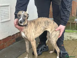 Whippet dogs Whippet female& laguna whippet male adults - Advert 2