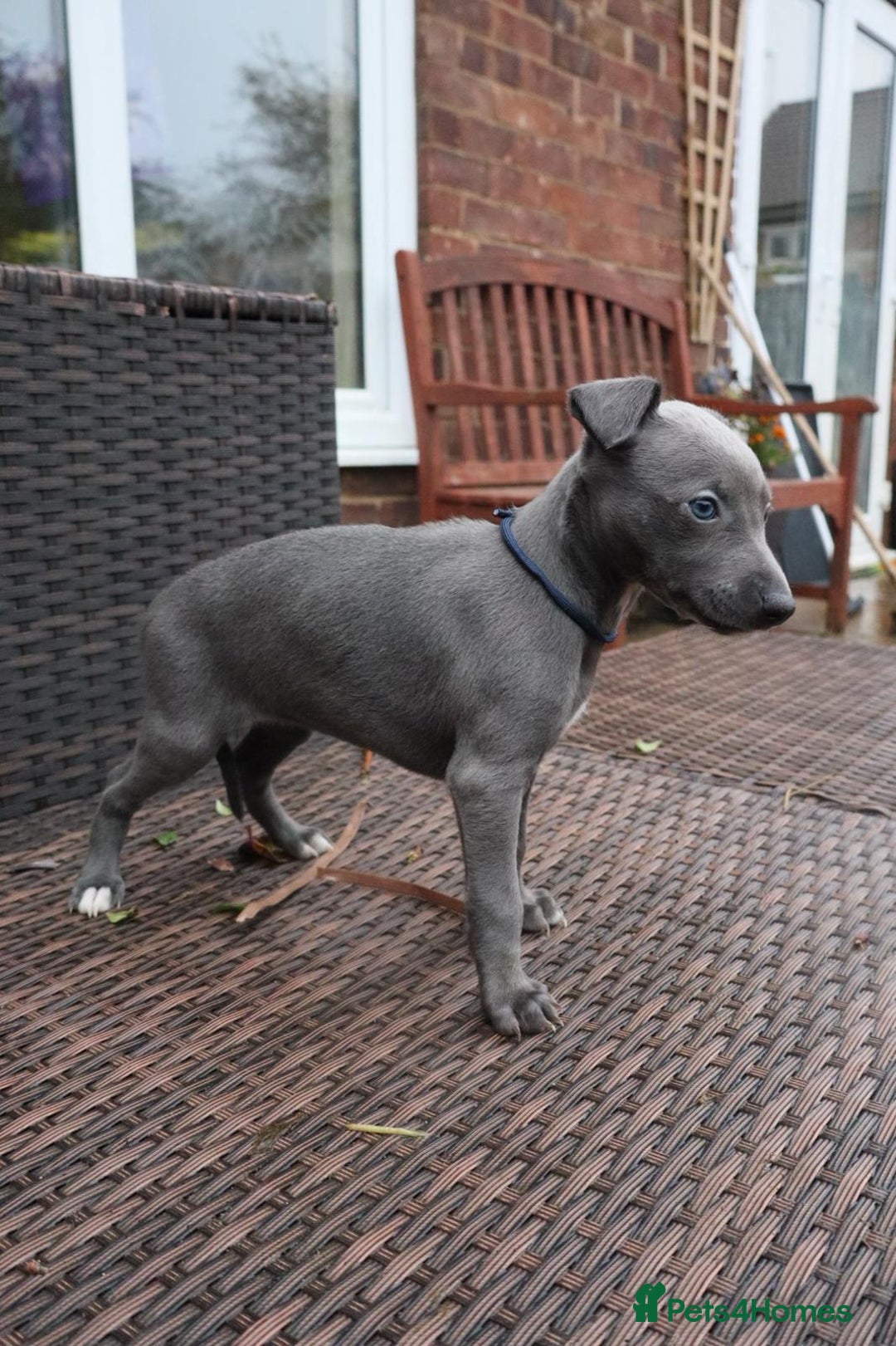 Whippet dogs for sale: KC registered Whippet pups - Advert 31