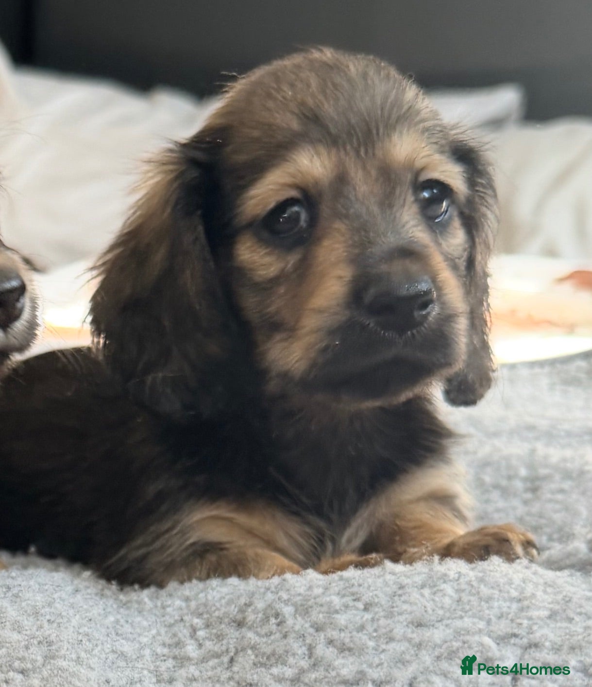 Miniature Dachshund dogs Shaded cream tiny amazing dachshunds puppies - Advert 4