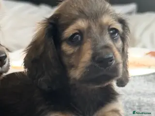 Miniature Dachshund dogs Shaded cream tiny amazing dachshunds puppies - Advert 4