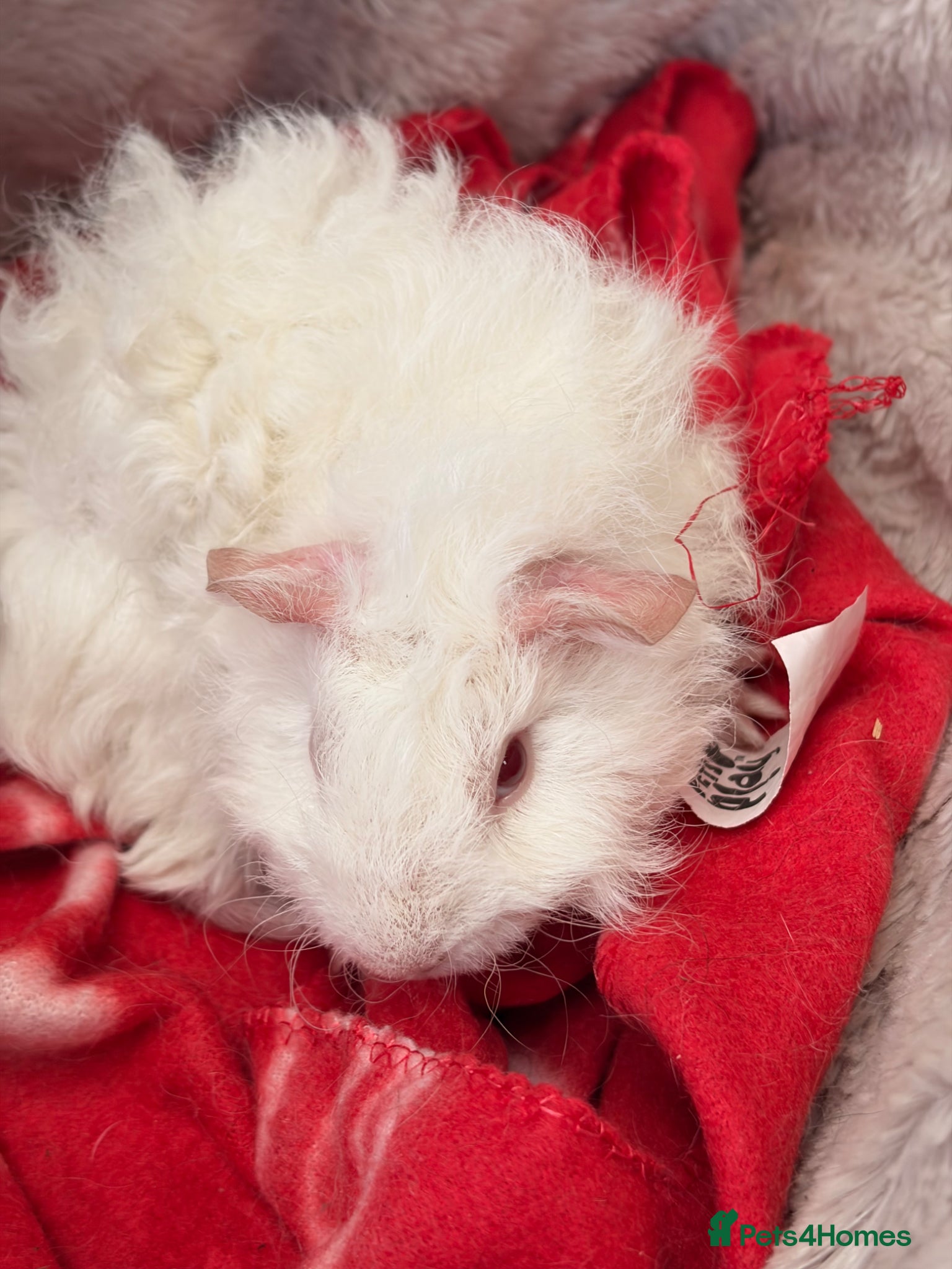 Guinea Pig rodents for sale: BEAUTIFUL BABY BOY GUINEA PIGS - Advert 8