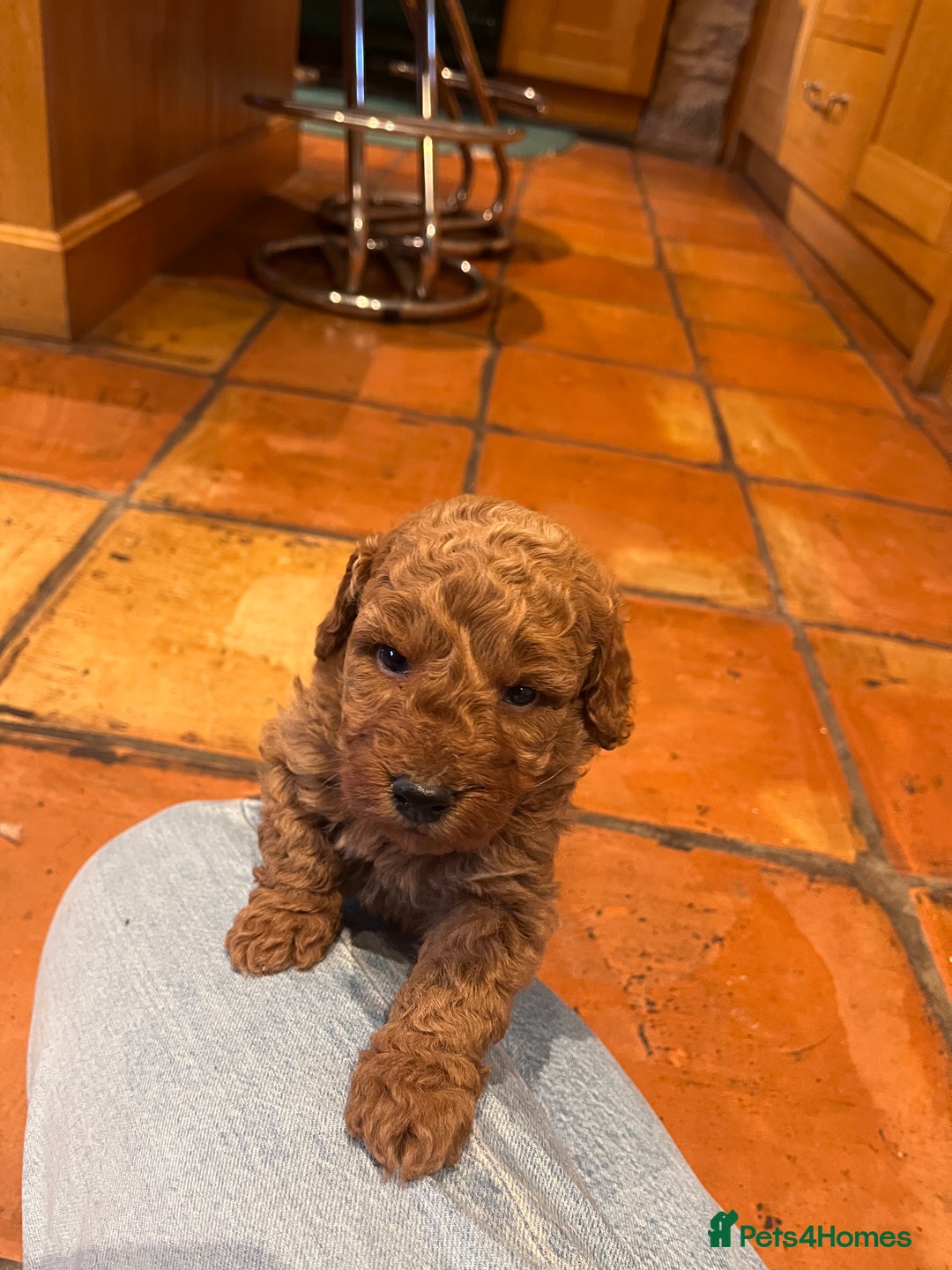 Miniature Poodle dogs for sale: Pedigree KC Registered Miniature Poodle Pups  - Advert 14