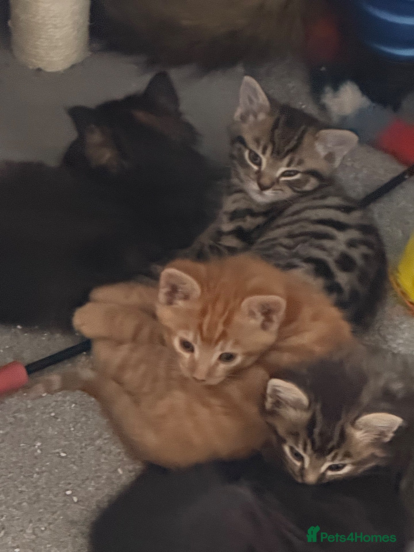 Mixed Breed cats Beautiful mixed breed kittens  - Advert 1