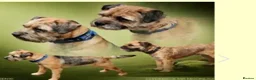 Border Terrier dogs for sale: A beautiful litter of Border Terriers - Advert 9