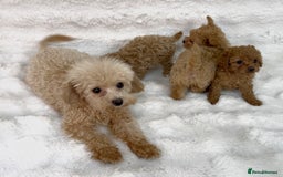Maltipoo dogs for sale: 🐩Korean Maltipoo🐩 - Image 2