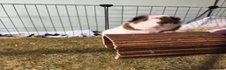 Guinea Pig rodents for sale: 2 male guinea pigs  - Advert 1