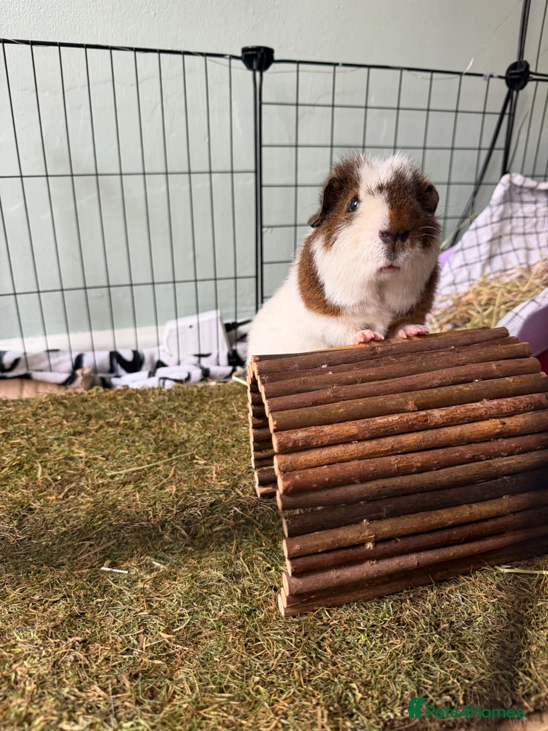 Guinea Pig rodents for sale: 2 male guinea pigs  - Advert 1