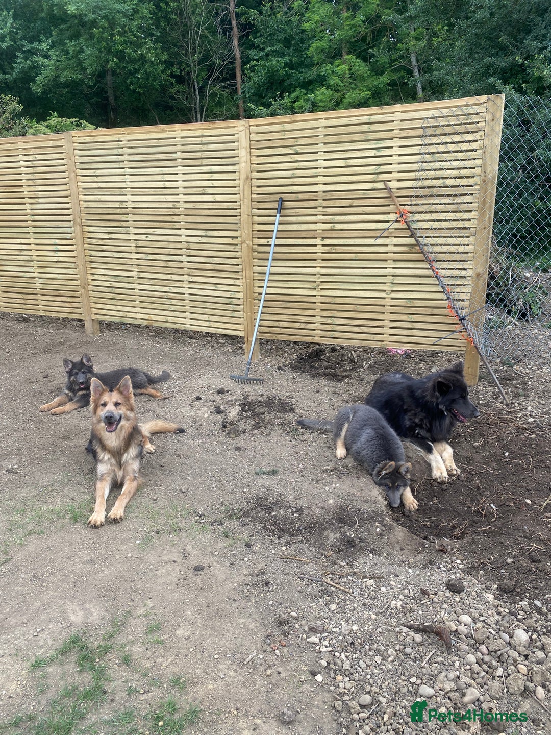 German Shepherd dogs for sale: Blue German Shepherds  - Image 3