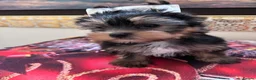 Yorkshire Terrier dogs for sale: Yorkshire Terrier puppies  - Advert 6