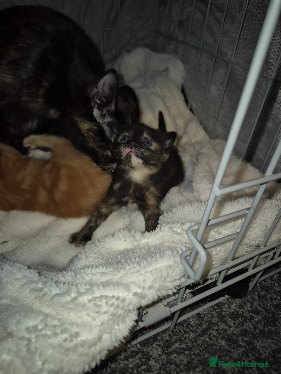 Mixed Breed cats for sale: 3 beautiful kittens - Advert 5