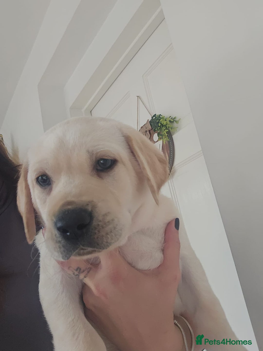 Labrador Retriever dogs for sale: Labrador puppies - Image 4