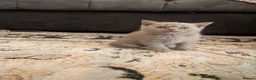 British Shorthair cats for sale: British shorthair  - Advert 7