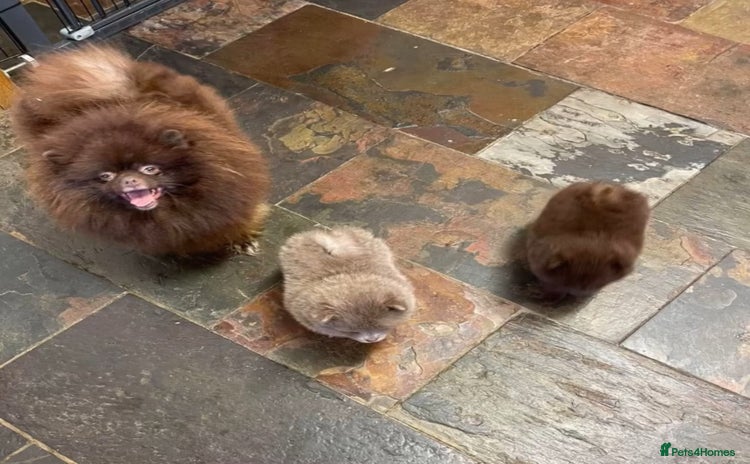 Pomeranian dogs in Leeds - Advert 3