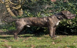 Presa Canario dogs for sale: Pressa  - Image 3