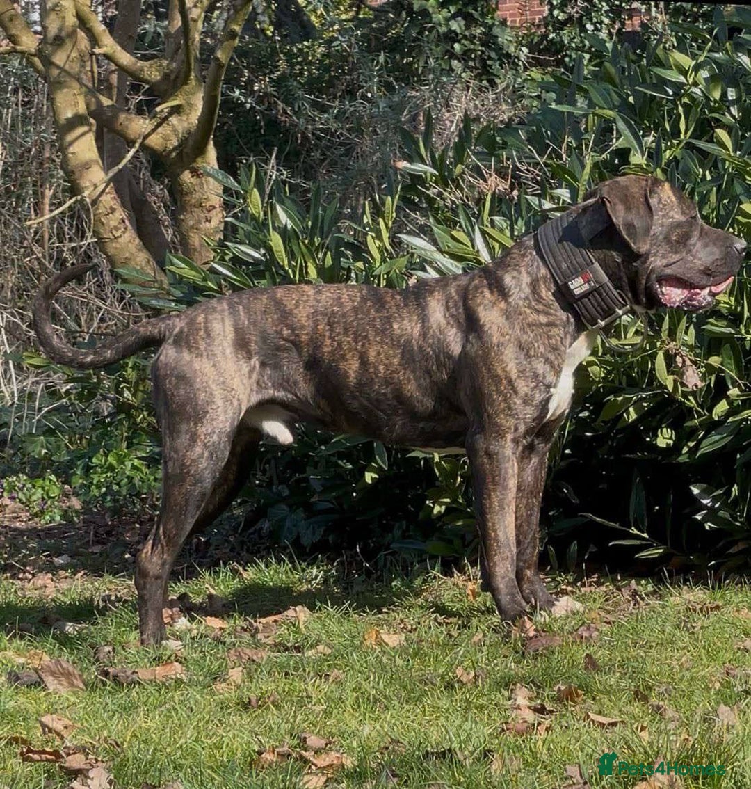 Presa Canario dogs for sale: Pressa  - Image 3