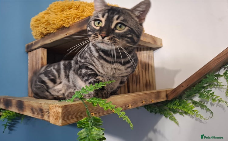 Bengal cats - Advert 4