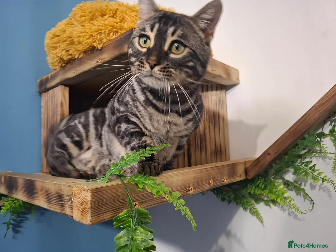 Bengal cats for stud: OUTSTANDING SILVER CHARCOAL BENGAL STUD - Advert 3