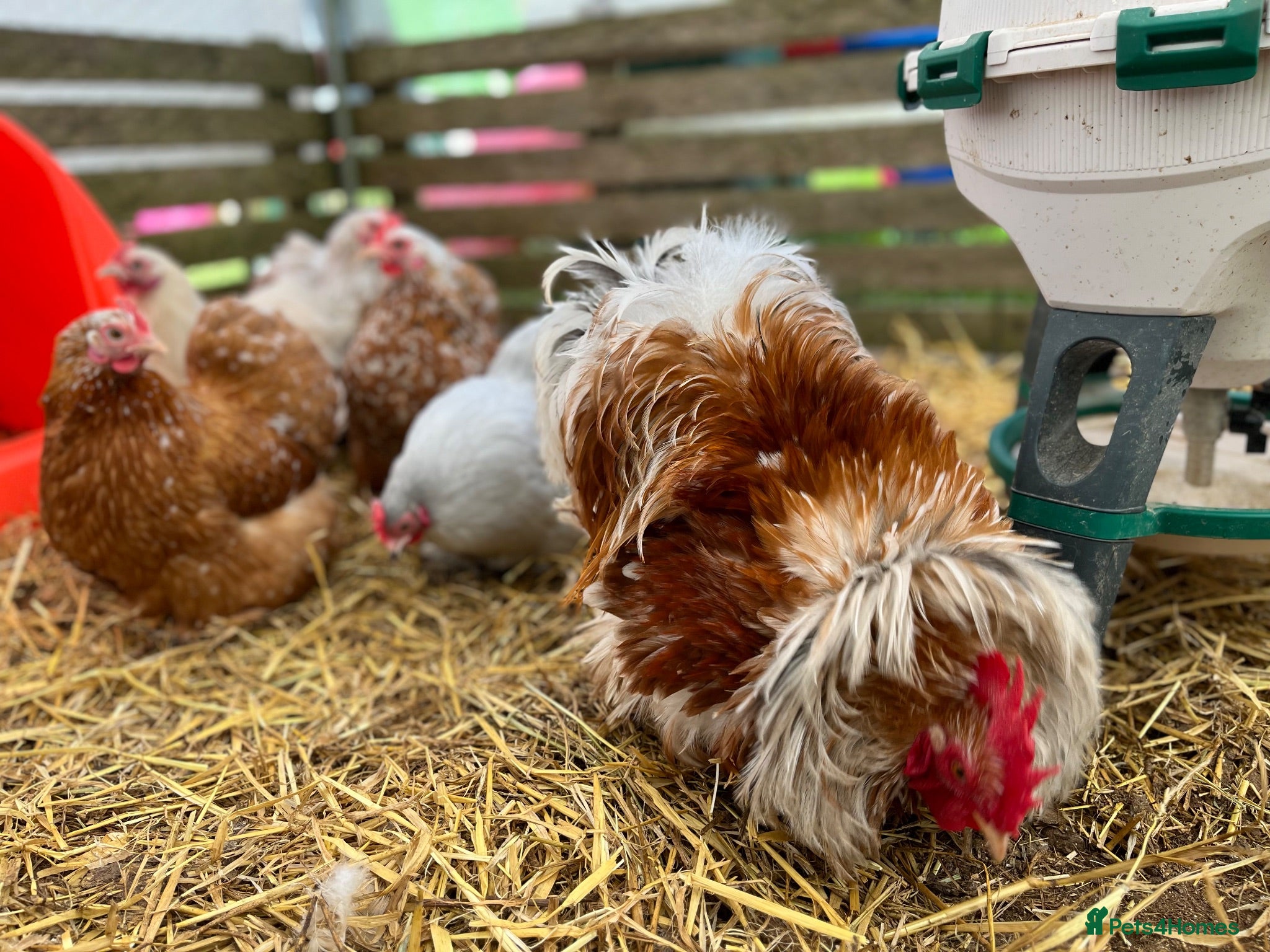 Chickens poultry Pekin bantams, chicks, growers, hens, hatching egg - Advert 1