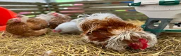 Chickens poultry for sale: Pekin bantams, chicks, growers, hens, hatching egg - Advert 1