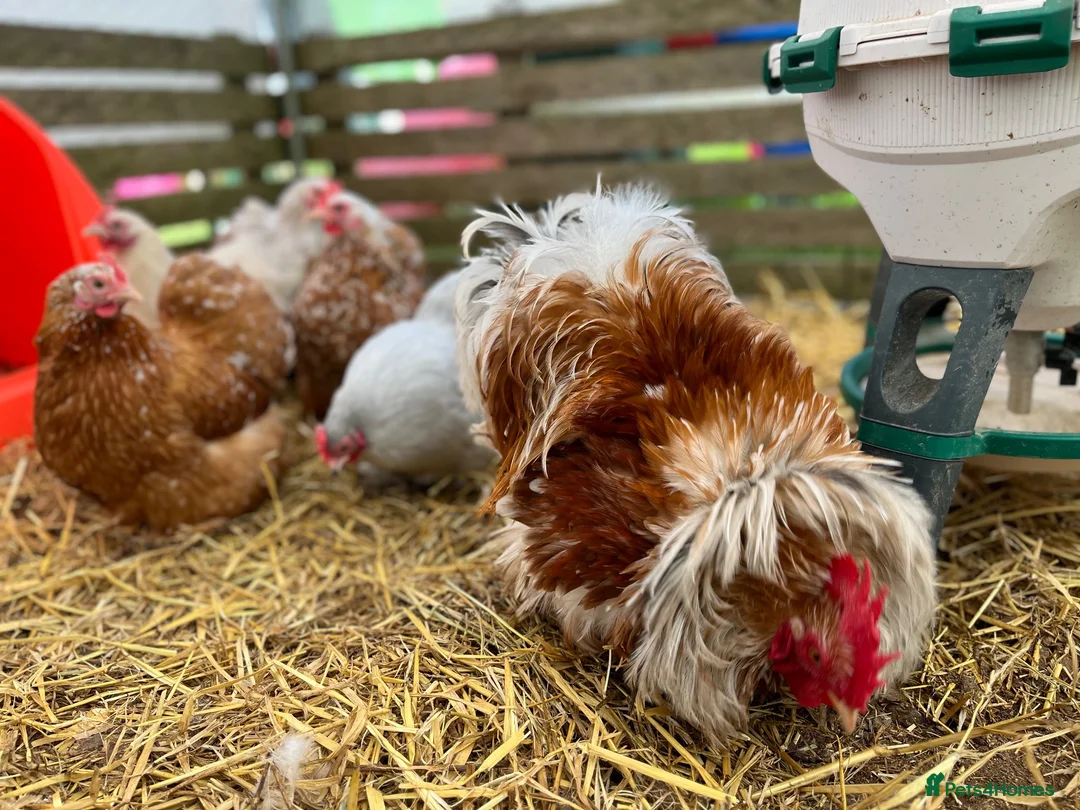 Chickens poultry for sale: Pekin bantams, chicks, growers, hens, hatching egg - Advert 1