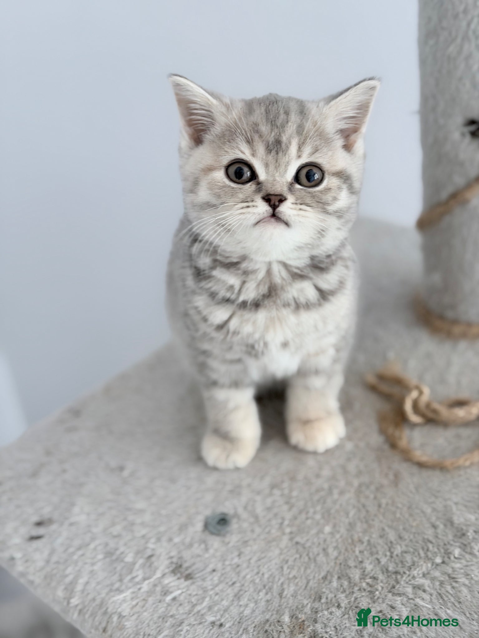 British Shorthair cats last GCCF British shorthair kitten to reserve - Advert 2