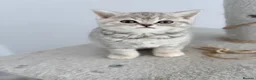 British Shorthair cats for sale: last GCCF British shorthair kitten to reserve - Advert 4