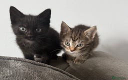 Mixed Breed cats for sale: 3 female kittens for sale  - Image 3