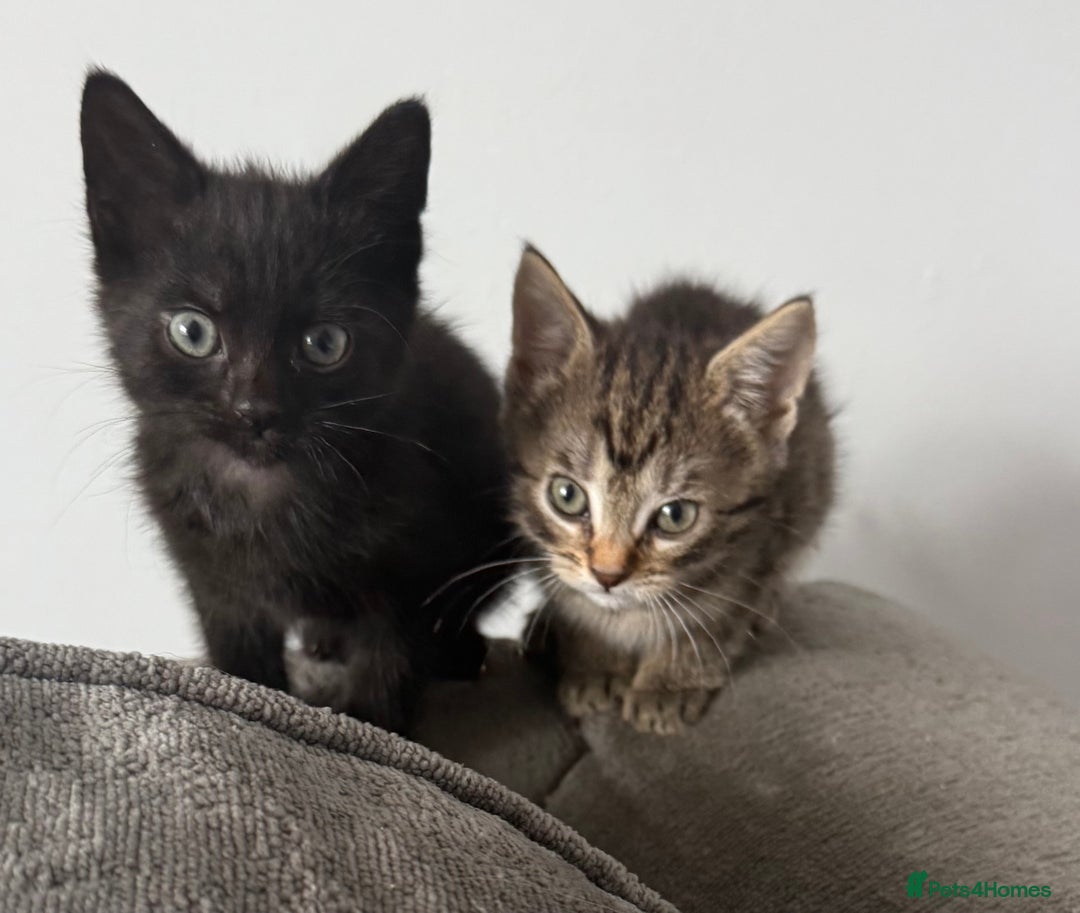 Mixed Breed cats for sale: 3 female kittens for sale  - Image 3