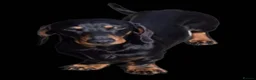 Miniature Dachshund dogs for sale: Beautiful KC Registered Miniature Dachshunds - Advert 11