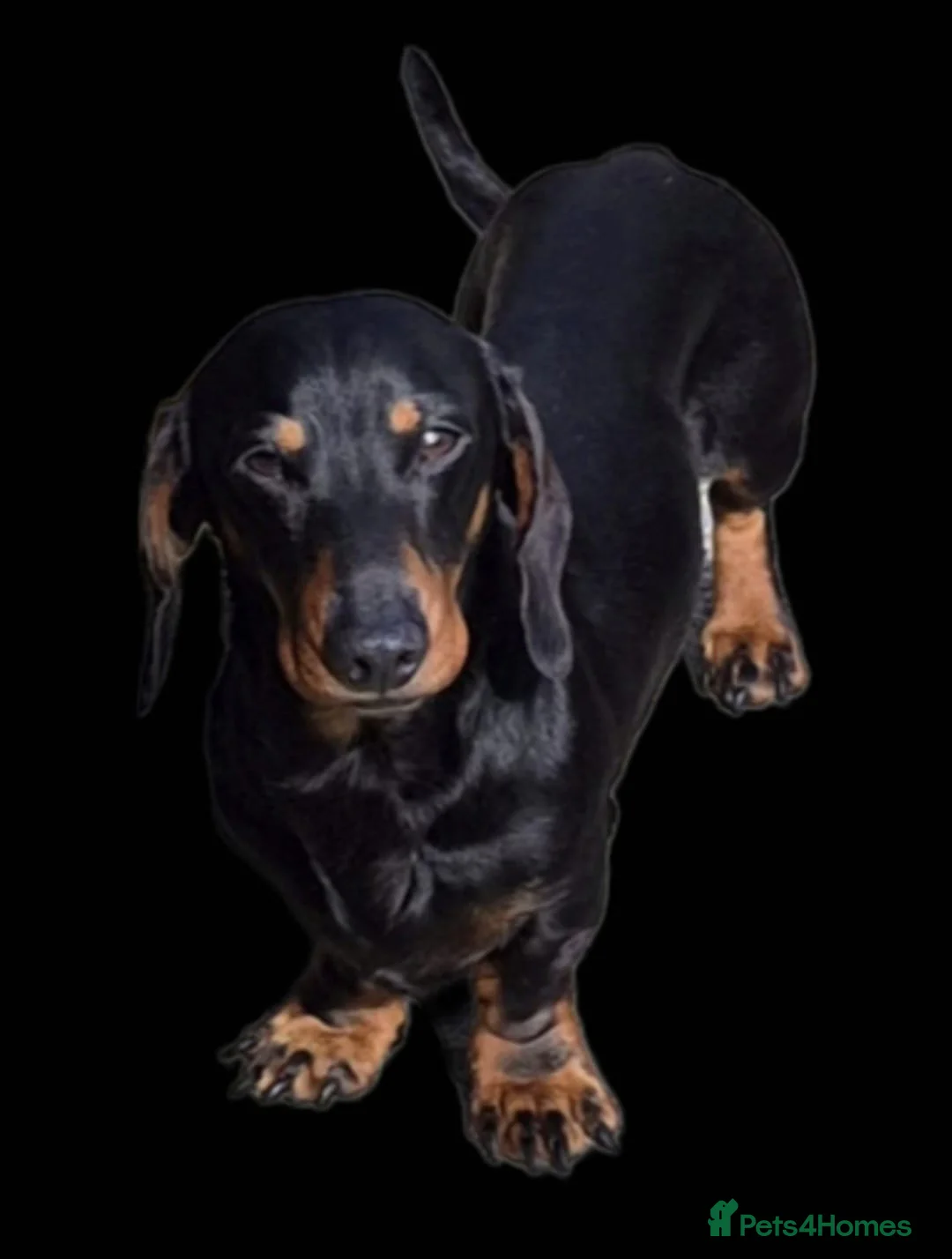 Miniature Dachshund dogs for sale: Beautiful KC Registered Miniature Dachshunds - Advert 11