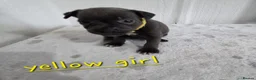 Staffordshire Bull Terrier dogs for sale: Beautiful Blue Staffies ❤️🙌 - Advert 2