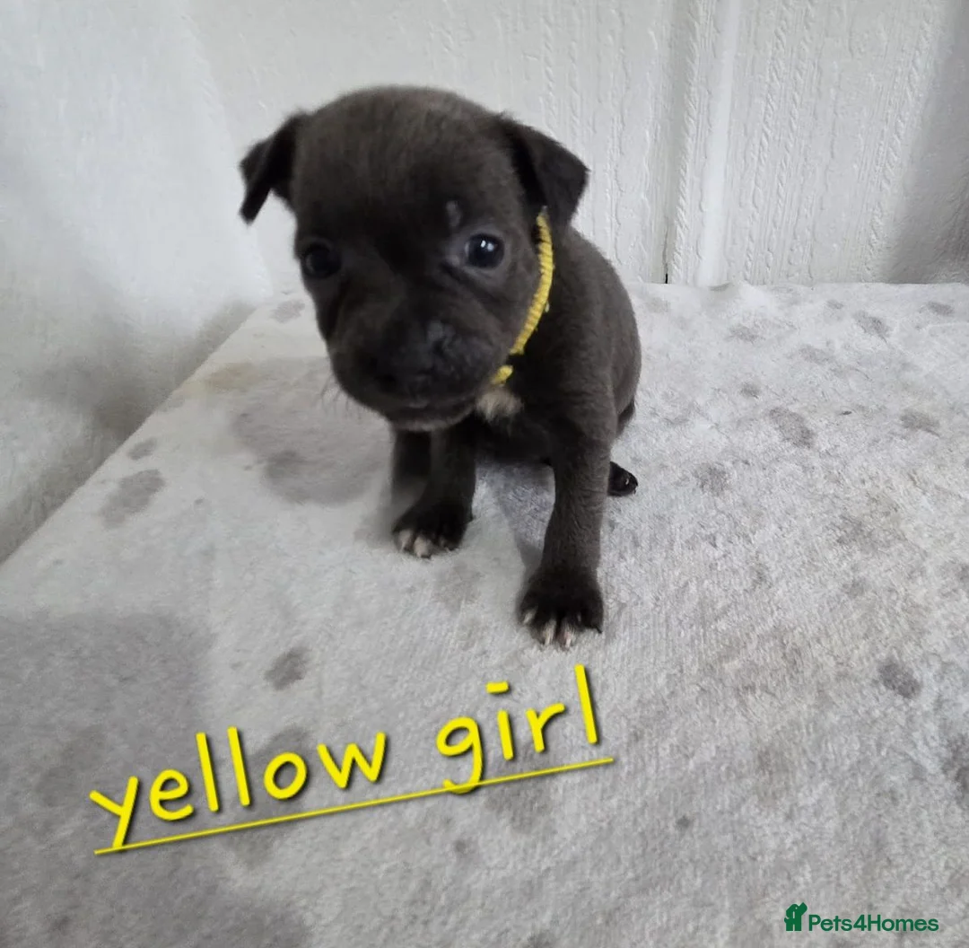 Staffordshire Bull Terrier dogs for sale: Beautiful Blue Staffies ❤️🙌 - Advert 2