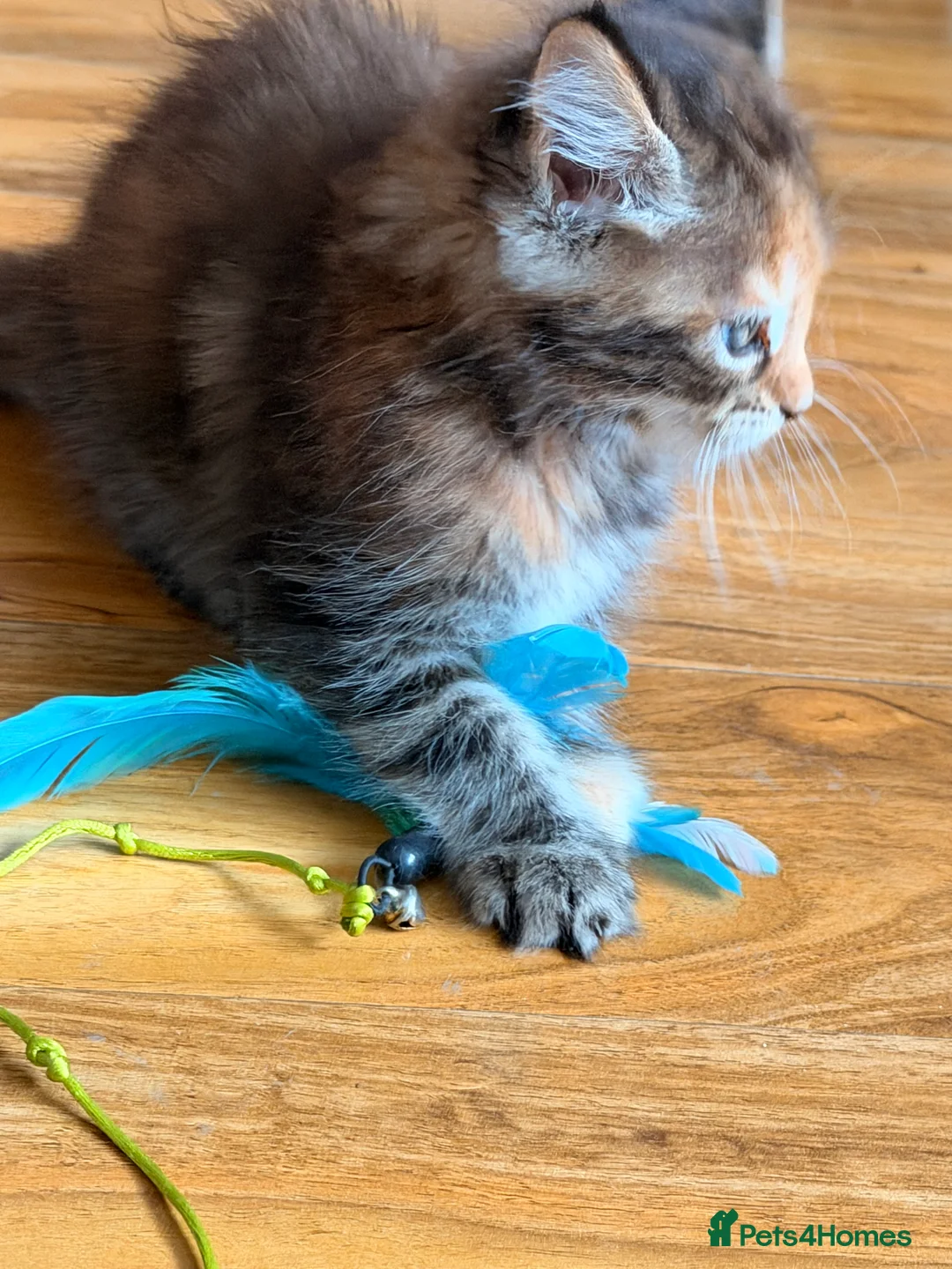 Maine Coon cats for sale: Maine coon kittens - Advert 6