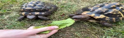 Tortoise reptiles for sale: Breeding pair of Hermann Tortoises - Advert 2