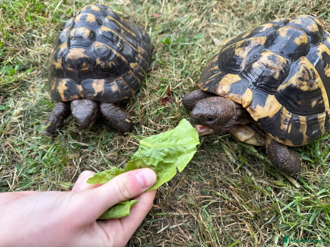 Tortoise reptiles for sale: Breeding pair of Hermann Tortoises - Advert 2